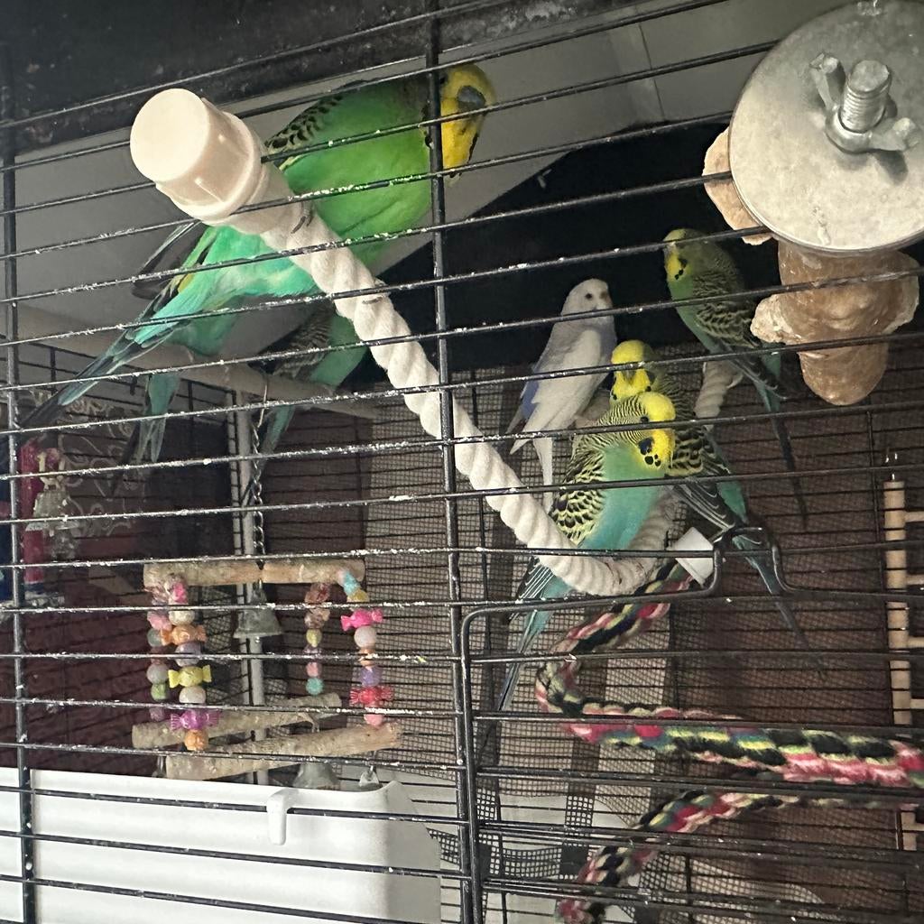 Parkieten te Koop. Alle 9 samen., Dieren en Toebehoren, Vogels | Parkieten en Papegaaien, Parkiet, Meerdere dieren