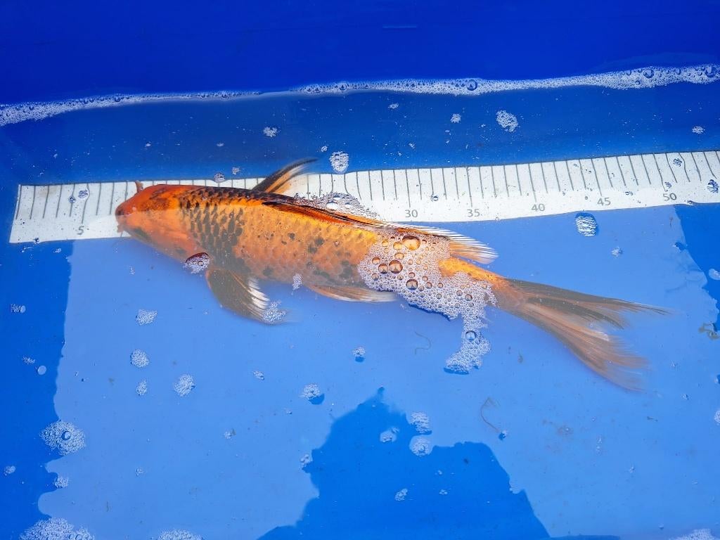 Winterharde koi te koop van € 6,00 tot € 55,00 PS, Karper of Koi