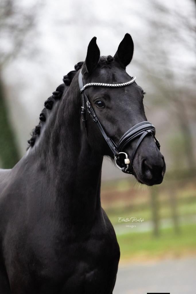 Bloedmooie 7 jarige zwarte merrie van Trafalgar, Merrie, Met stamboom, Dressuurpaard, Zadelmak