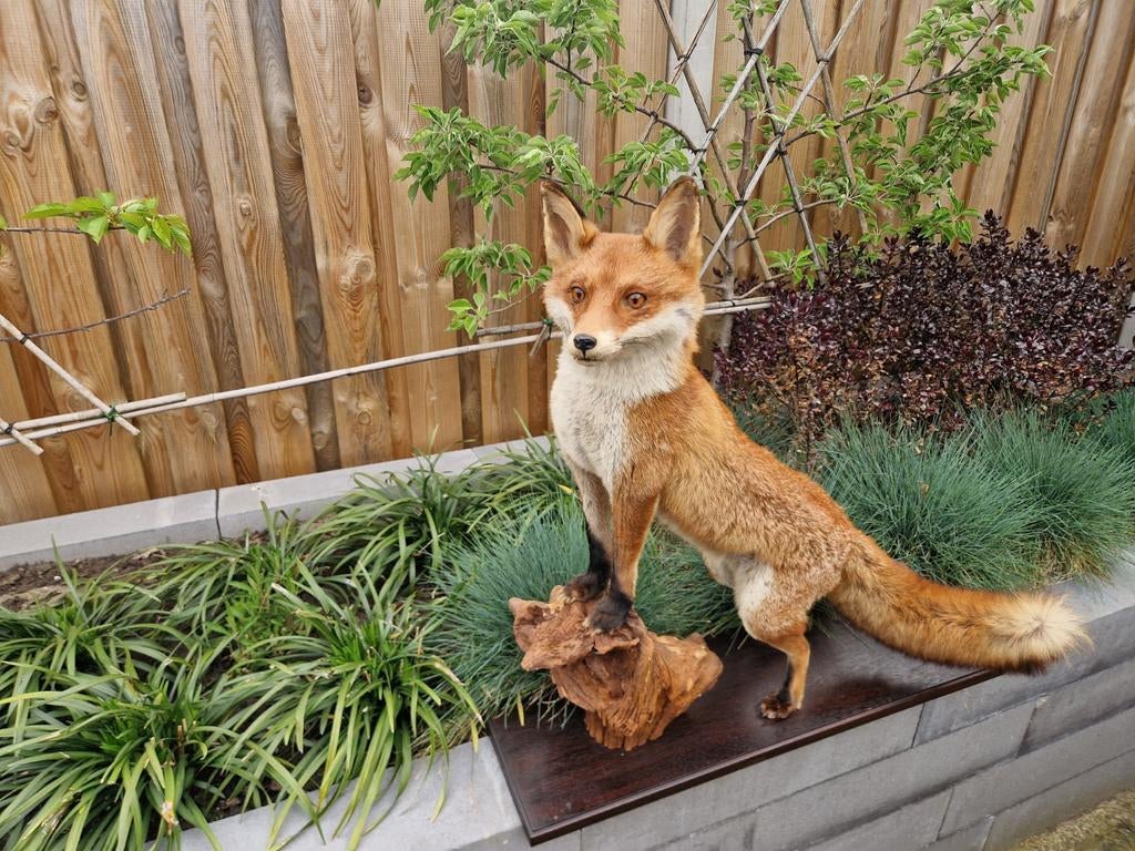 Prachtige opgezette vos, Verzamelen, Ophalen, Gebruikt, Wild dier, Opgezet dier