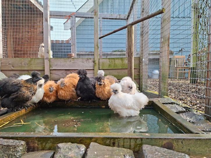 Zijdehoenders, Dieren en Toebehoren, Pluimvee, Kip, Vrouwelijk