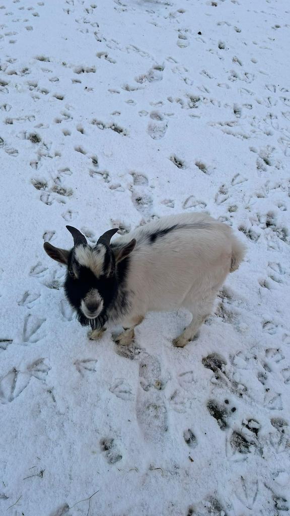 Geiten bokje, Dieren en Toebehoren, Schapen, Geiten en Varkens, Geit, Mannelijk, 0 tot 2 jaar