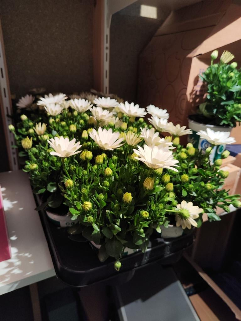 Echte bloemen, gratis mee (gereserveerd), Huis en Inrichting, Ophalen, Nieuw