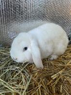 NHD hangoor konijn dwerg, Mannelijk, Dwerg, Hangoor, 0 tot 2 jaar