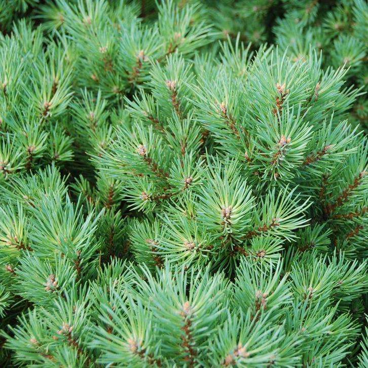 **ACTIE** pinus sylvestris, grove den, inheems, Tuin en Terras, Planten | Bomen, Overige soorten, Minder dan 100 cm, Volle zon