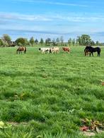 Opfok hengsten, Dieren en Toebehoren, Stalling en Weidegang, Opfok