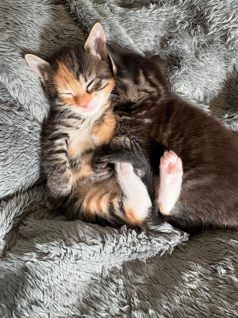 Mainecoon kittens, Meerdere dieren, 0 tot 2 jaar