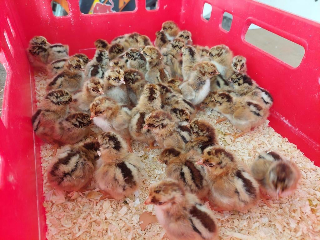 Gesekste Welsummer groot kuikens, Dieren en Toebehoren, Pluimvee, Vrouwelijk, Kip