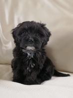 Maltipoo pups, Parvo, Overige rassen, 8 tot 15 weken, Meerdere