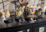 opgezet eenden kuiken vogel taxidermy kuikens eend, Ophalen of Verzenden, Nieuw, Vogel, Opgezet dier