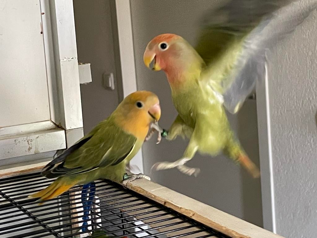 Prachtige Hand Tamme Lieve Gezonde Agapornis Dwergpapegaai, Meerdere dieren, Dwergpapegaai of Agapornis, Tam