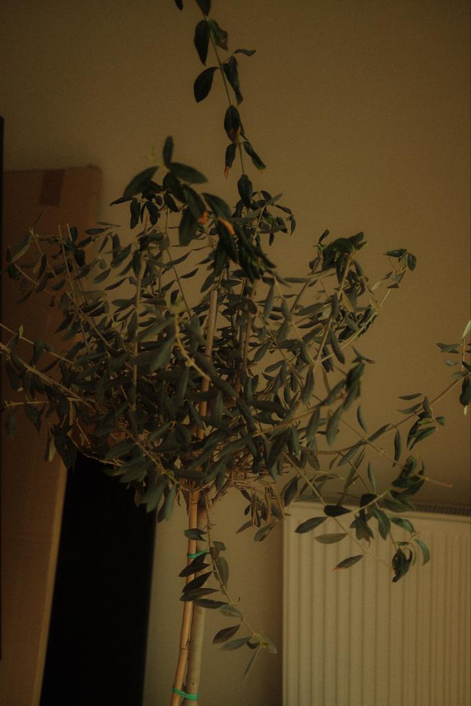 Grote Olijfboom in donkergroene pot, Volle zon, Vaste plant, Bloeit niet, Ophalen