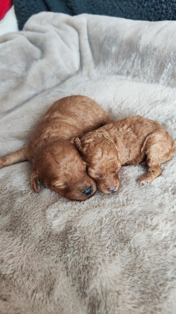 Poedel Toy of, mini-dwerg 30cm  abrikoos, Dieren en Toebehoren, Honden | Chihuahua's en Gezelschapshonden, Poedel, 8 tot 15 weken