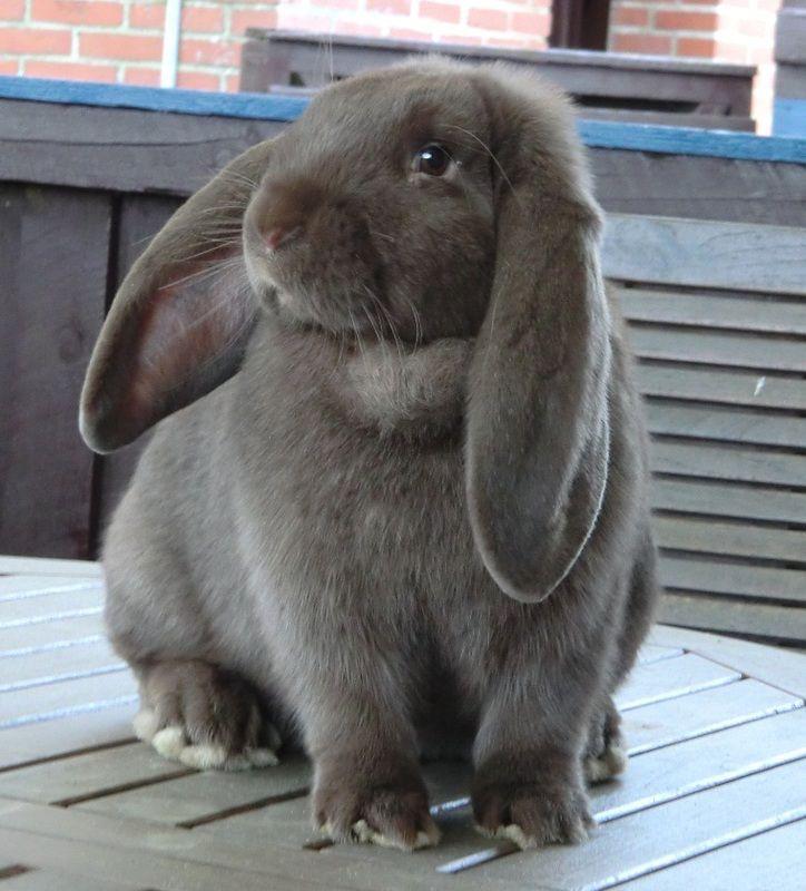 GEZOCHT!! franse hangoor voedster, Dieren en Toebehoren, Konijnen, Vrouwelijk, Groot, Hangoor