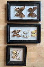 Vlindercollectie/entomologie, Ophalen of Verzenden