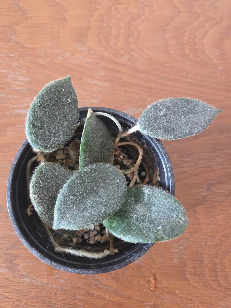 Hoya Thomsonii Pink, Verzenden, Overige soorten, Halfschaduw, Minder dan 100 cm