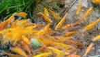Hobbyaquarium Orange Sun overzicht neocardina garnalen, Kreeft, Krab of Garnaal, Zoetwatervis, Schoolvis