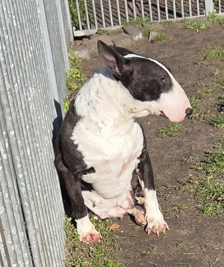 Te koop mooie forse zeer lieve Bull Terriër teef