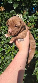 American pitbull terriër pups met stamboom, 8 tot 15 weken, Bulldog, Meerdere, Meerdere dieren