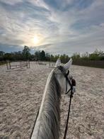 Stalhulp/groom/bijrijder gezocht, Dieren en Toebehoren, Paarden en Pony's | Overige Paardenspullen, Ophalen, Nieuw, Overige soorten