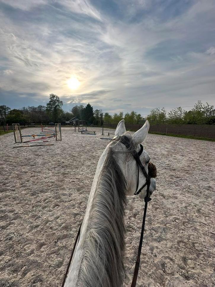 Stalhulp/groom/bijrijder gezocht, Dieren en Toebehoren, Paarden en Pony's | Overige Paardenspullen, Nieuw, Overige soorten, Ophalen