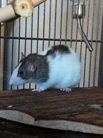 2 vrouwelijke ratjes, Rat, Juni, Vrouwelijk, Tam