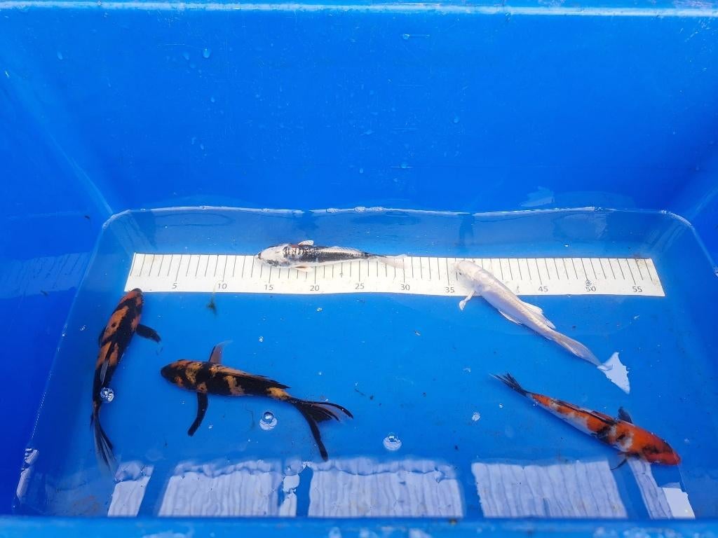 ER ZIJN WEER MOOIE NIEUWE KOI € 12,00 ps, Karper of Koi