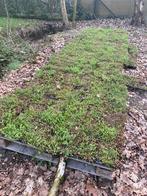 Sedum cassettes 40l per m2, Ophalen, Volle zon