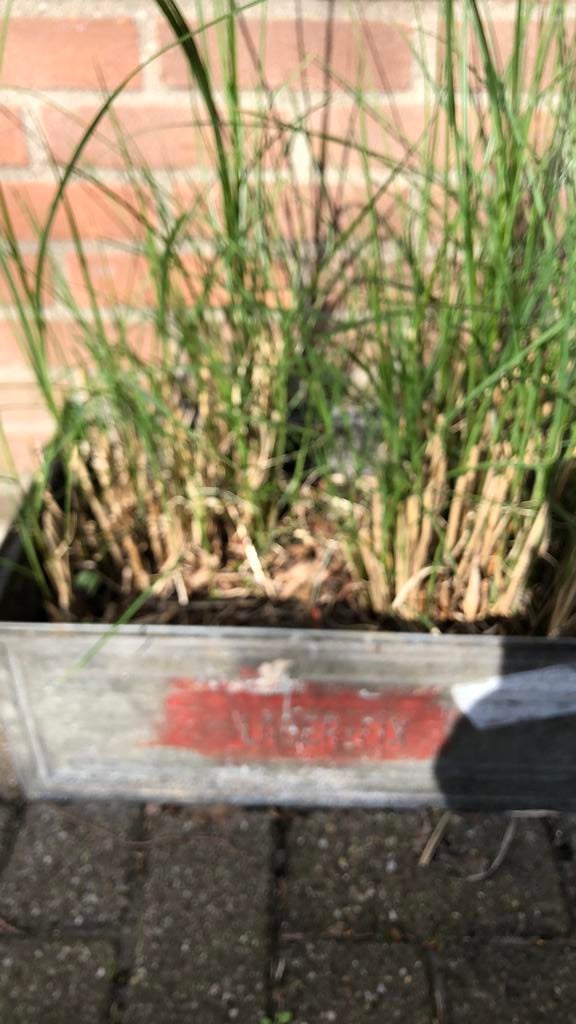 Pracht riet, Vaste plant, Siergrassen, Ophalen of Verzenden, Halfschaduw