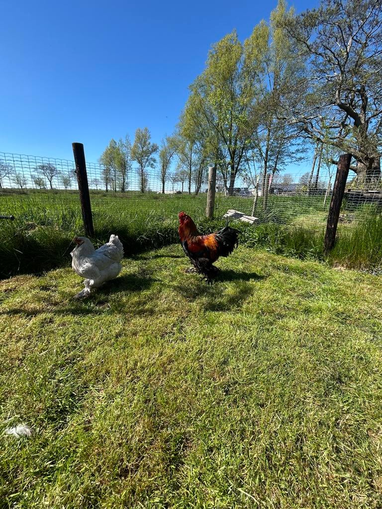 Brahma haan 10 maanden oud, Mannelijk, Kip