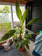 Te koop een bananen plant, Ophalen of Verzenden, Overige soorten, Volle zon