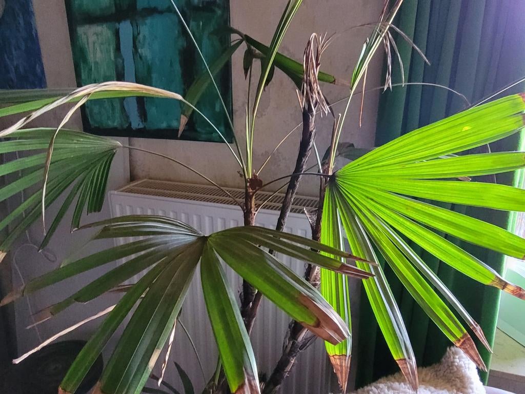 Grote PALM / Kamerplant / Plant / Palmplant, Huis en Inrichting, Kamerplanten, Ophalen, Palm, Halfschaduw, 100 tot 150 cm