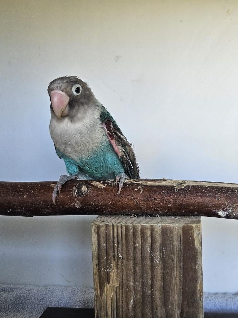 Magneto zoekt een huisje! (Agapornis), Dieren en Toebehoren, Vogels | Parkieten en Papegaaien, Geslacht onbekend, Dwergpapegaai of Agapornis