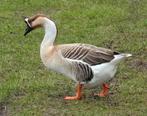 Twentse Gans eieren en Chinese Knobbelgans  eieren  te koop, Dieren en Toebehoren, Geslacht onbekend