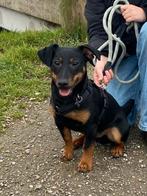 Met spoed nieuw baasje gezocht voor Loek (Jack russel reu), Dieren en Toebehoren, Honden | Niet-rashonden, 15 weken tot 1 jaar