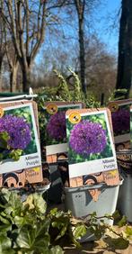 Allium purple, Ophalen of Verzenden, Volle zon
