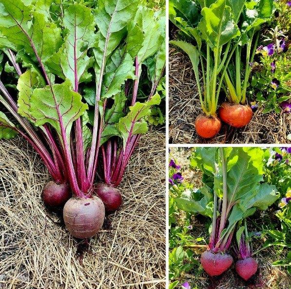 Bieten zaden BIO, Verzenden, Zaad