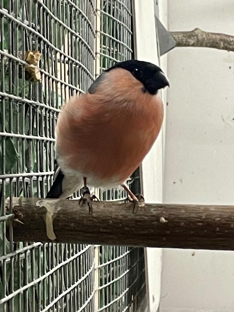 Te koop Europese goudvink man, Mannelijk, Wildzangvogel, Geringd