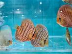Blue Maze Turquoise Discus, Symphysodon Discus, Vis, Zoetwatervis