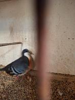 1 Dolksteek duif  doffer, Mannelijk, Kropper