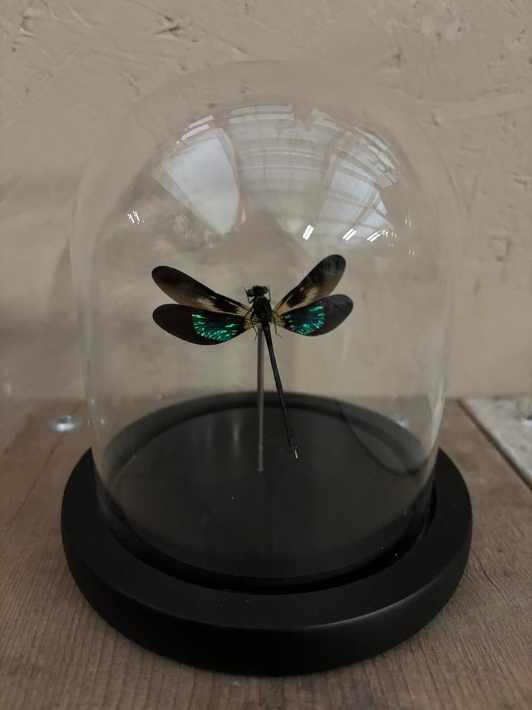 Mooi stolpje met een zwart/groene libelle, Verzamelen, Ophalen of Verzenden, Nieuw, Insect, Opgezet dier
