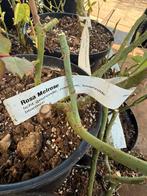 Rijkbloeiende rozen gesnoeid ongesnoeid per stuk 6,95!, Vaste plant, Halfschaduw, Zomer, Ophalen