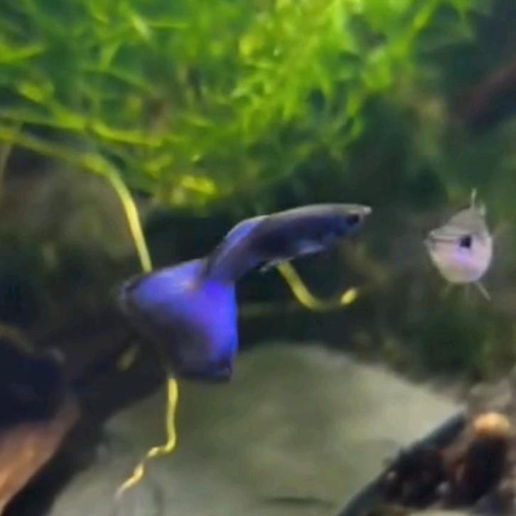 Purple moscow guppy + gratis garnalen, Dieren en Toebehoren, Vissen | Aquariumvissen, Vis