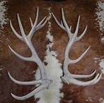 Groot paar EDELHERT GEWEI AFWERPSTANGEN - 20-ender - ref. i, Ophalen, Gebruikt, Hert, Gewei of Kop