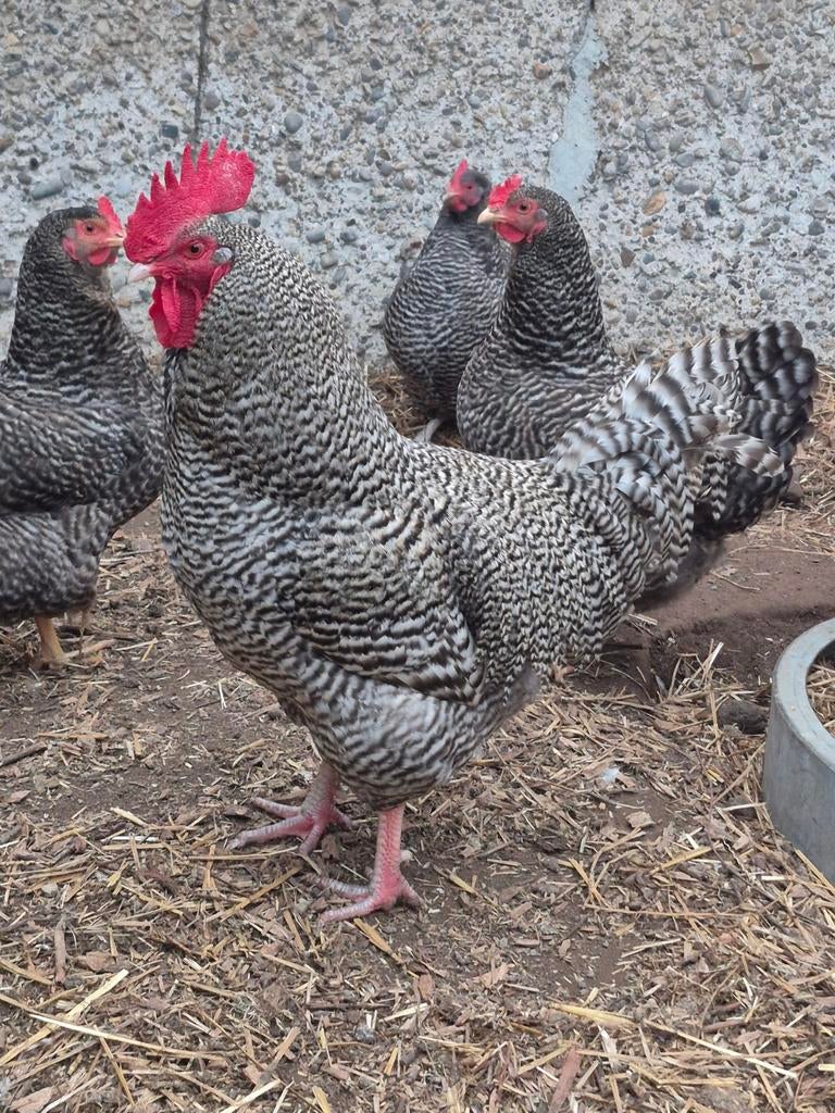 Noord hollandse blauwe HAAN, Dieren en Toebehoren, Mannelijk, Kip