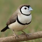 Gezocht: koppel bichenow, Meerdere dieren, Tropenvogel