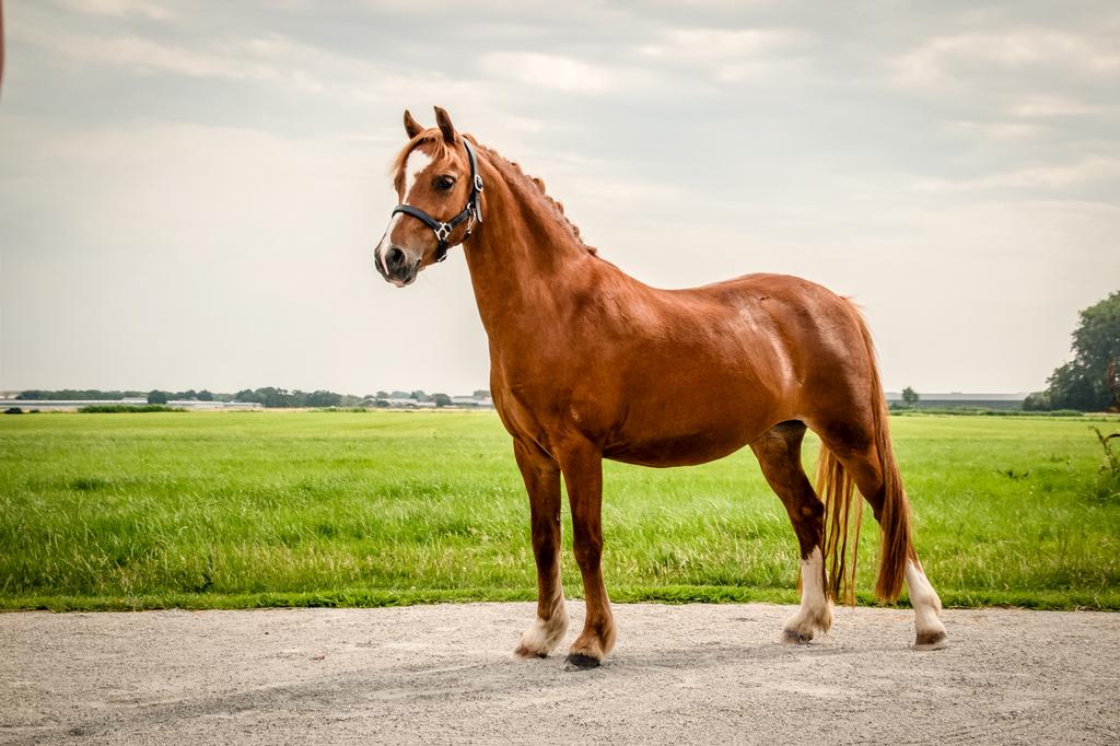 Welsh a pony, Dieren en Toebehoren, Pony's, Merrie, Met stamboom, Dressuurpony, A pony (tot 1.17m)