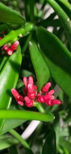 Dischidia parasitica🪴, In pot, Minder dan 100 cm, Bloeiende kamerplant, Halfschaduw