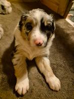 Australian Shepherd pups, Dieren en Toebehoren, 8 tot 15 weken, Meerdere, Meerdere dieren, Herder