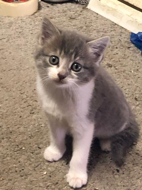 Kittens aangeboden, Dieren en Toebehoren, Geslacht onbekend, 0 tot 2 jaar